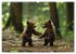 Wildes Bärenland (hochwertiger Premium... - Bild 11