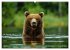 Wildes Bärenland (hochwertiger Premium... - Bild 12