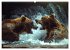 Wildes Bärenland (hochwertiger Premium... - Bild 8
