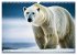 Eisbären im Fokus (Wandkalender 2026... - Bild 3