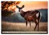 Heimische Tiere im Mondlicht... - Bild 3