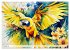 Papageien - Fliegende Edelsteine... - Bild 7