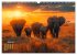 Liebenswerte Elefanten (Wandkalender... - Bild 12