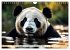 Großer Pandabär (Wandkalender 2026... - Bild 13