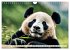 Großer Pandabär (Wandkalender 2026... - Bild 4