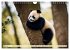 Großer Pandabär (Wandkalender 2026... - Bild 9