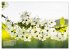 Frühlingsträume in Weiß... - Bild 2