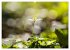 Frühlingsträume in Weiß... - Bild 6