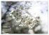 Frühlingsträume in Weiß... - Bild 7