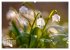 Frühlingsträume in Weiß... - Bild 9