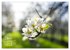 Frühlingsträume in Weiß... - Bild 10
