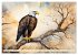 Weißkopfseeadler - Majestätische... - Bild 4