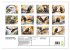 Weißkopfseeadler - Majestätische... - Bild 5