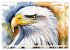 Weißkopfseeadler - Majestätische... - Bild 6