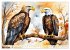 Weißkopfseeadler - Majestätische... - Bild 9
