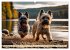 Cairn Terrier - lustiges Raubein aus... - Bild 14
