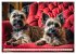 Cairn Terrier - lustiges Raubein aus... - Bild 3