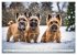 Cairn Terrier - lustiges Raubein aus... - Bild 4