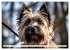 Cairn Terrier - lustiges Raubein aus... - Bild 6