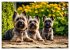 Cairn Terrier - lustiges Raubein aus... - Bild 7