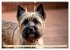 Cairn Terrier - lustiges Raubein aus... - Bild 8