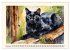 Samtpfoten im Portrait (Wandkalender... - Bild 8