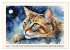 Samtpfoten im Portrait (Wandkalender... - Bild 9