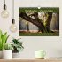 Waldbaden - Shinrin Yoku (Wandkalender... - Bild 2
