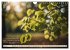 Waldbaden - Shinrin Yoku (Wandkalender... - Bild 13