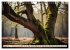 Waldbaden - Shinrin Yoku (Wandkalender... - Bild 14