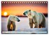 Eisbären im Fokus (Tischkalender 2026... - Bild 12