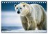 Eisbären im Fokus (Tischkalender 2026... - Bild 3