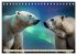 Eisbären im Fokus (Tischkalender 2026... - Bild 5