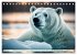 Eisbären im Fokus (Tischkalender 2026... - Bild 9