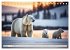 Eisbären im Fokus (Tischkalender 2026... - Bild 10