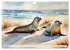 Norddeutsches Wattenmeer (Wandkalender... - Bild 15