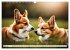 Welsh Corgi Pembroke (Wandkalender 2026... - Bild 9