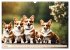 Welsh Corgi Pembroke (Wandkalender 2026... - Bild 10