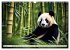 Großer Pandabär (Wandkalender 2026... - Bild 11