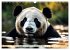 Großer Pandabär (Wandkalender 2026... - Bild 13