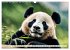 Großer Pandabär (Wandkalender 2026... - Bild 4