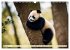 Großer Pandabär (Wandkalender 2026... - Bild 9