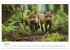 Fuchs - schöne Momente (Wandkalender... - Bild 13