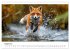 Fuchs - schöne Momente (Wandkalender... - Bild 14