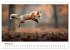 Fuchs - schöne Momente (Wandkalender... - Bild 8