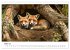 Fuchs - schöne Momente (Wandkalender... - Bild 9