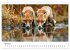 Fuchs - schöne Momente (Wandkalender... - Bild 10
