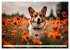 Welsh Corgi Pembroke (Wandkalender 2026... - Bild 12