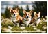Welsh Corgi Pembroke (Wandkalender 2026... - Bild 14