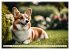 Welsh Corgi Pembroke (Wandkalender 2026... - Bild 8
